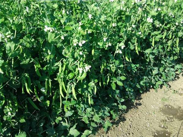 PISELLO NANO MERAVIGLIA D'ITALIA PRECOCE GR.500